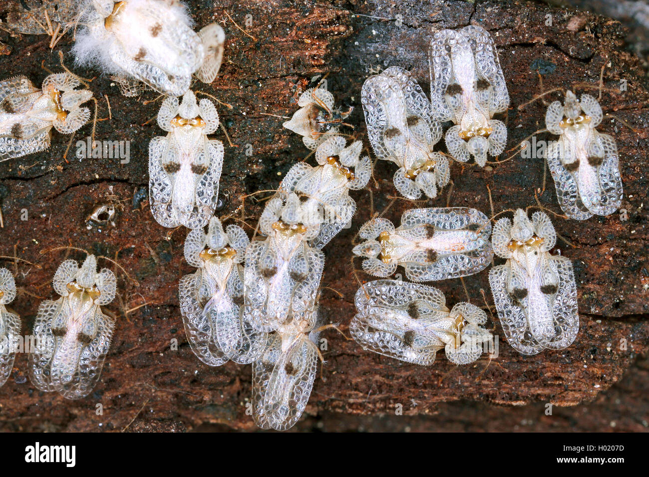 Dentelle sycamore (Corythucha ciliata) bug, plusieurs bogues dentelle sycomore sur un tronc d'arbre, Autriche Banque D'Images