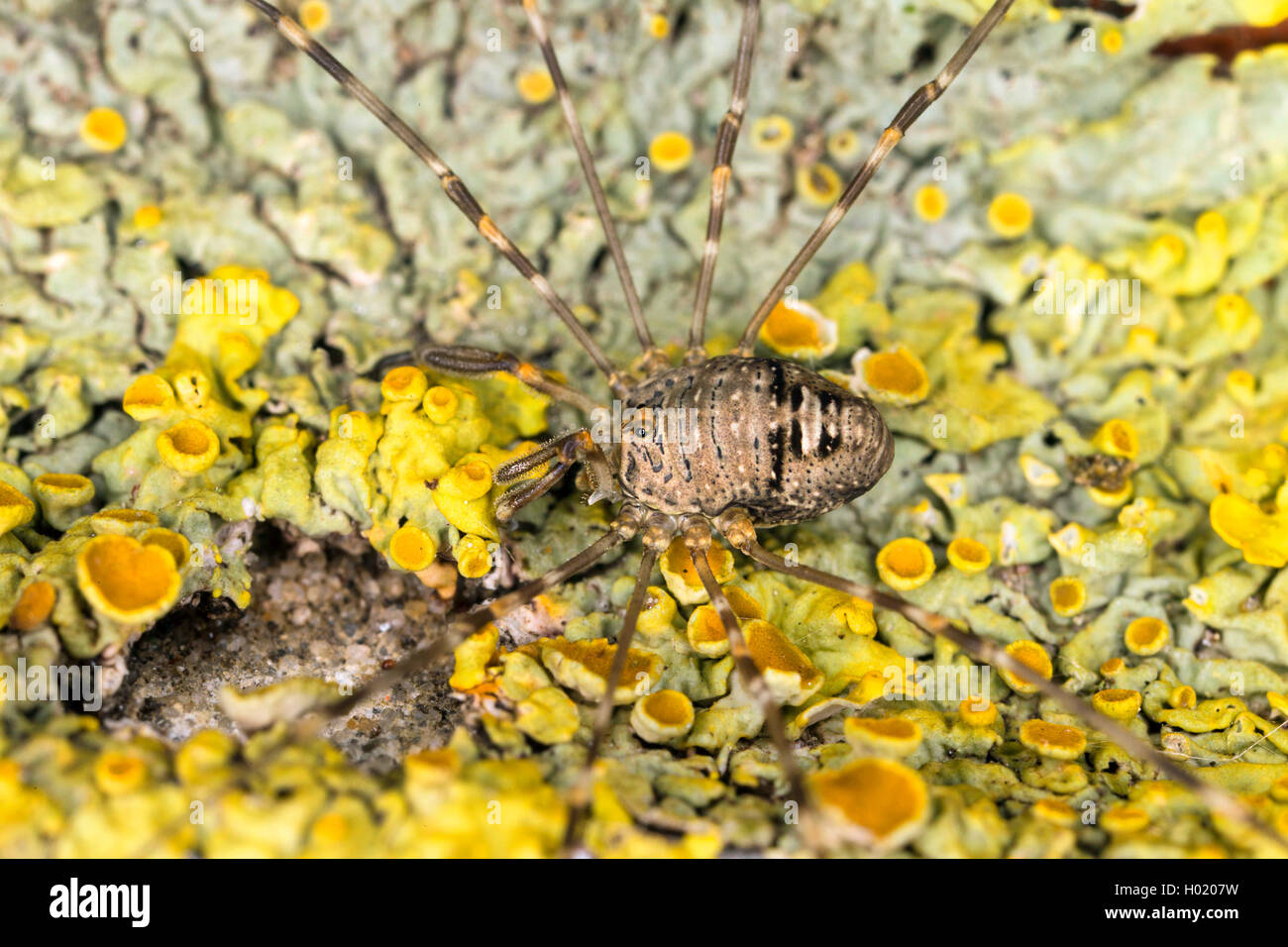 Harvestman (Dicranopalpus ramosus), sur la coupe des lichens, Autriche Banque D'Images