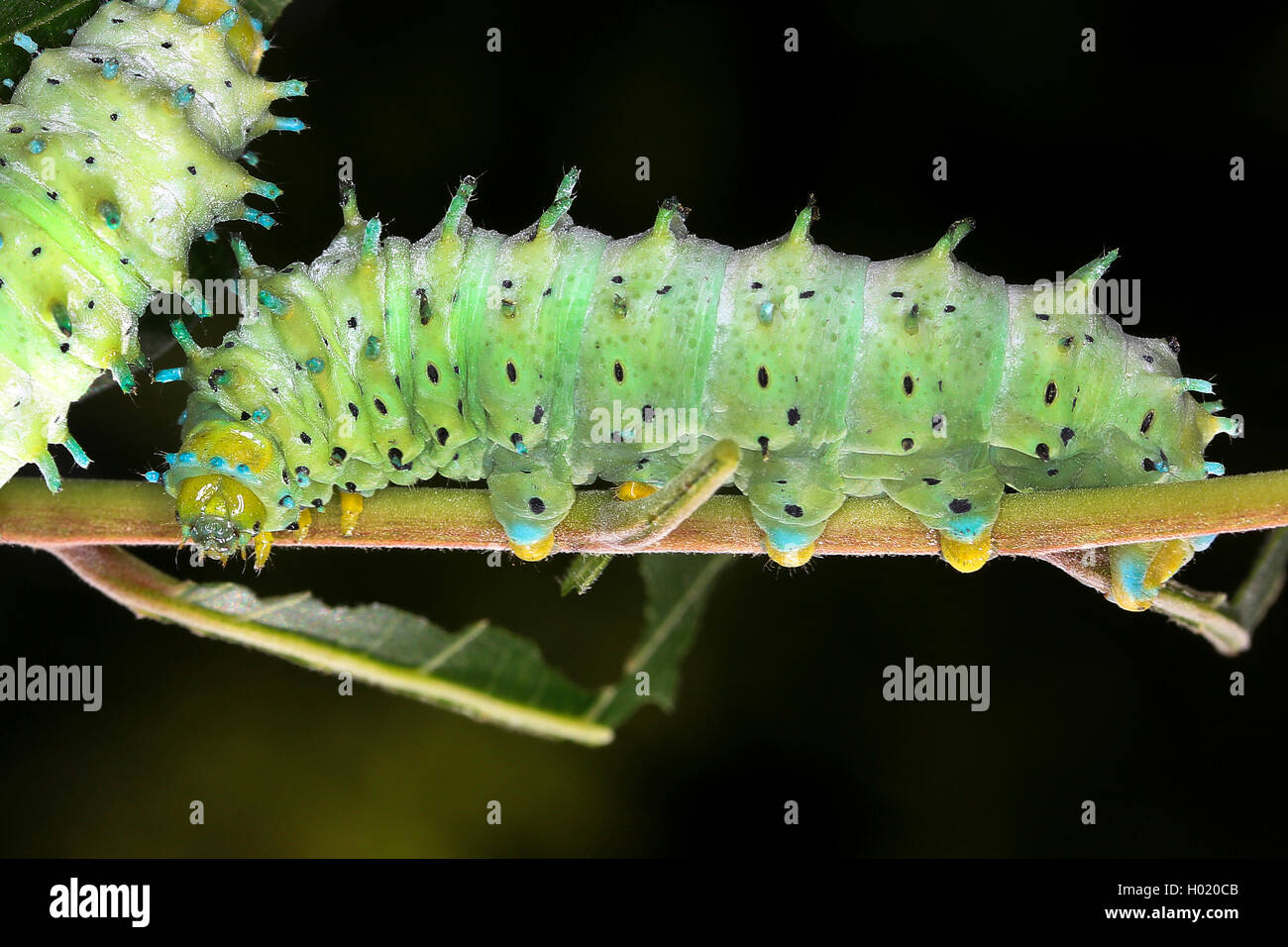 Cynthia, silkmoth ailanthus silkworm (Philosamia cynthia, Samia cynthia, Cynthia Platysamia), Caterpillar sur une brindille, Autriche Banque D'Images