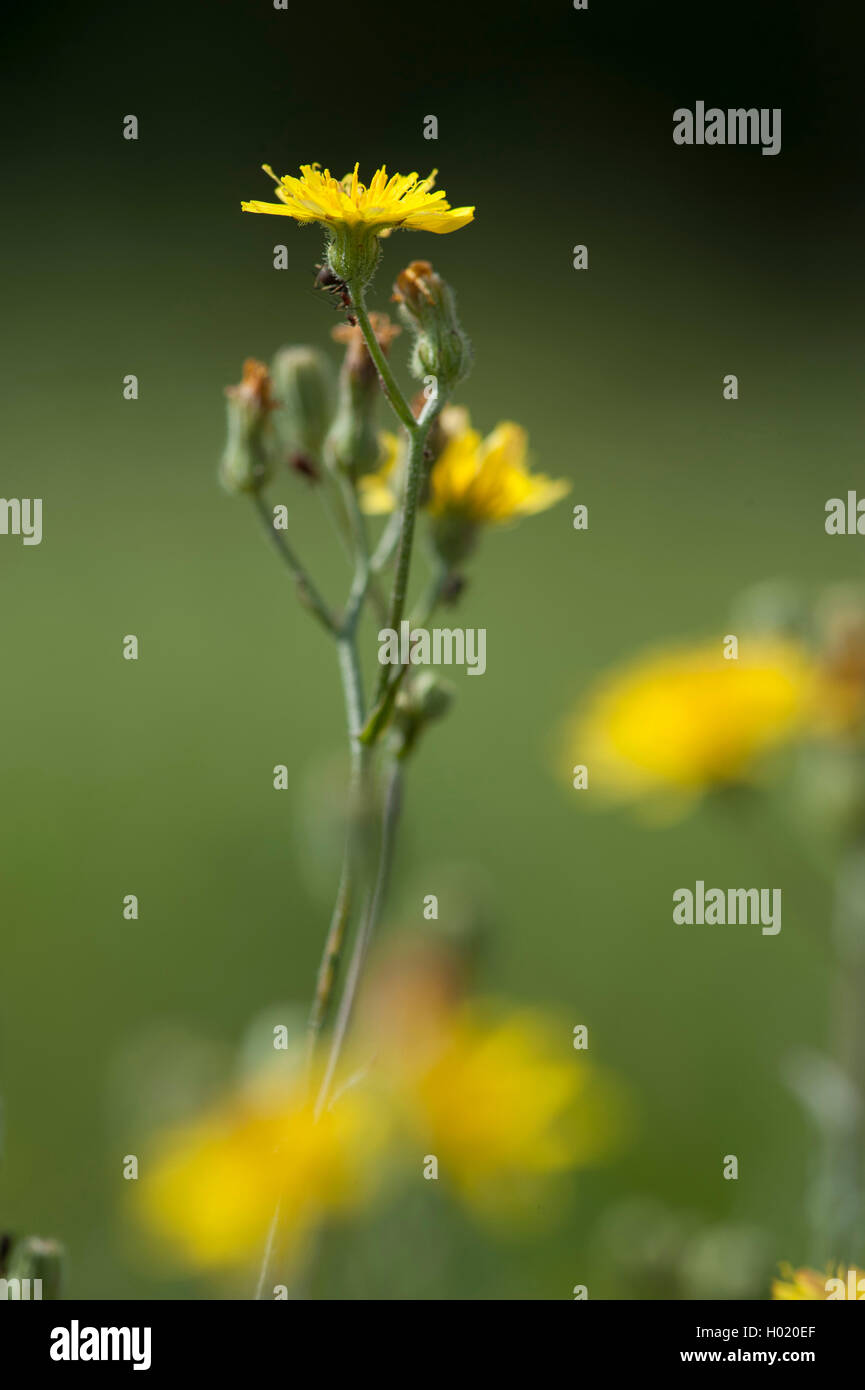 Bon Hawk's-beard, hawksbeard (Crepis capillaris), blooming, Allemagne Banque D'Images