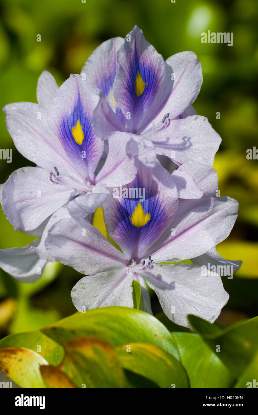 L'eau courante, waterhyacinth-jacinthe d'eau (Eichhornia crassipes), inflorescence Banque D'Images
