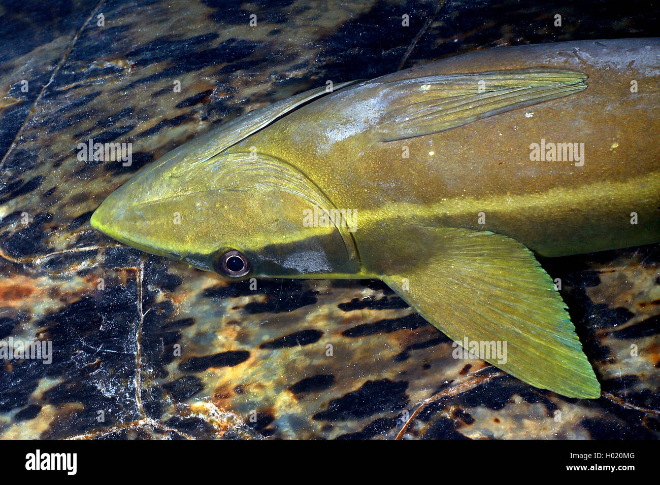 Sharksucker whitefin, Indienne, Remora, suckerfish sharksucker Echeneis naucrates (live), Portrait, Egypte, Mer Rouge Banque D'Images