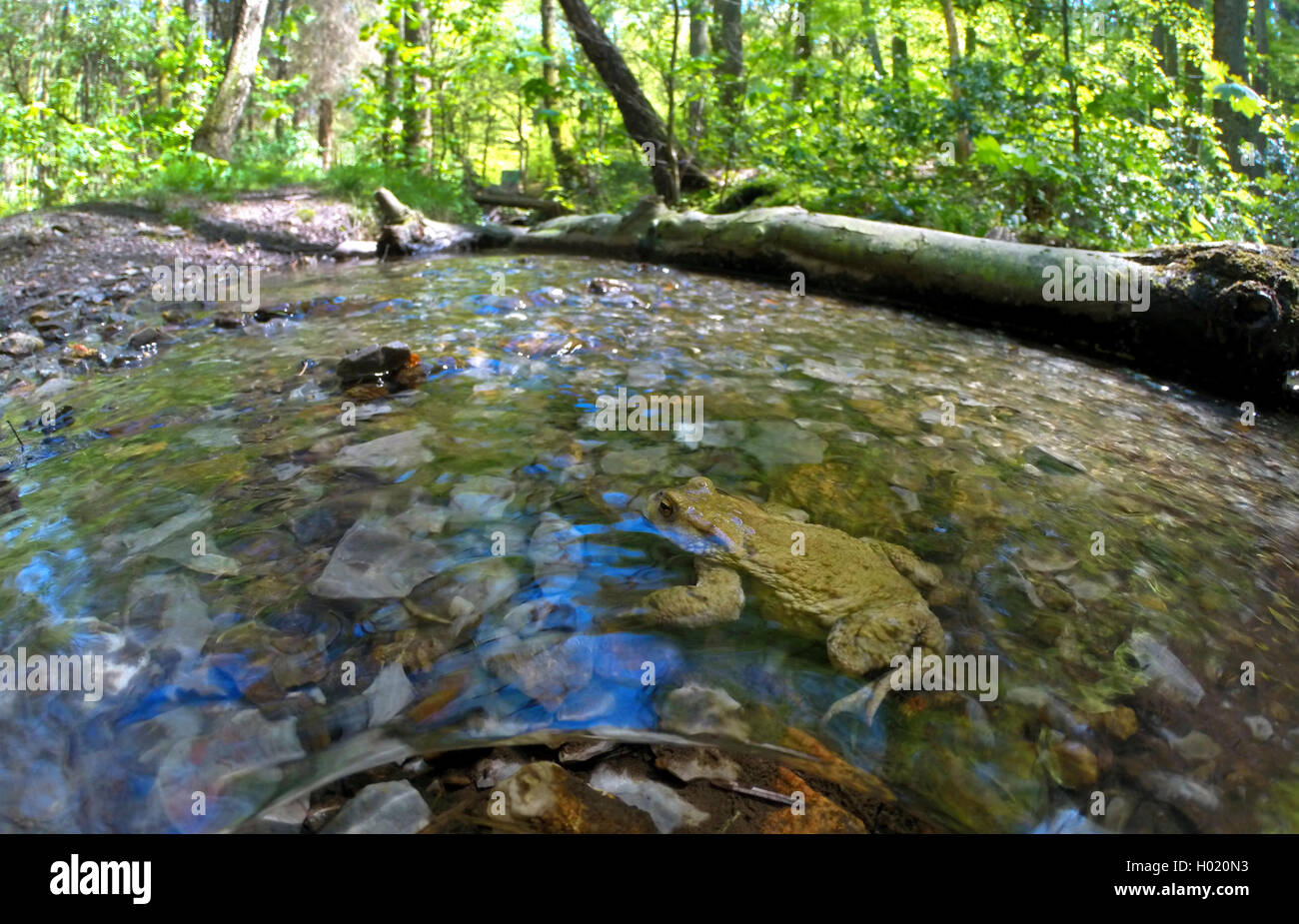European crapaud commun (Bufo bufo), dans un ruisseau, la photographie grand-angle, en Allemagne, en Rhénanie du Nord-Westphalie Banque D'Images