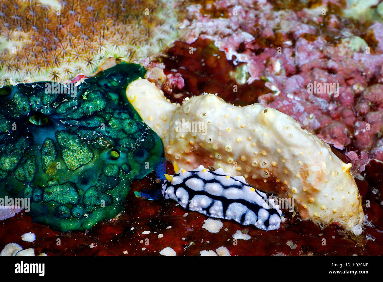 (Fryeria rueppelii limace de mer), à la barrière de corail, l'Égypte, Mer Rouge Banque D'Images