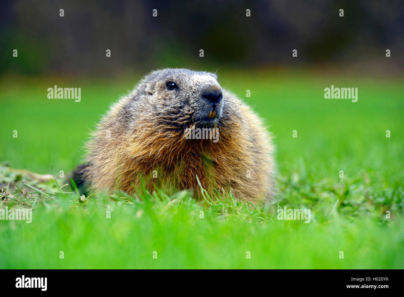 Marmotte des Alpes (Marmota marmota), assis dans un pré, France, Parc National des Ecrins Banque D'Images
