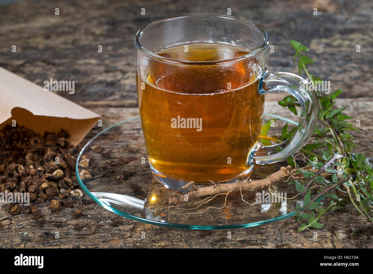 Le pissenlit officinal (Taraxacum officinale) racine de pissenlit, thé, thé de racines rôtis, Allemagne Banque D'Images