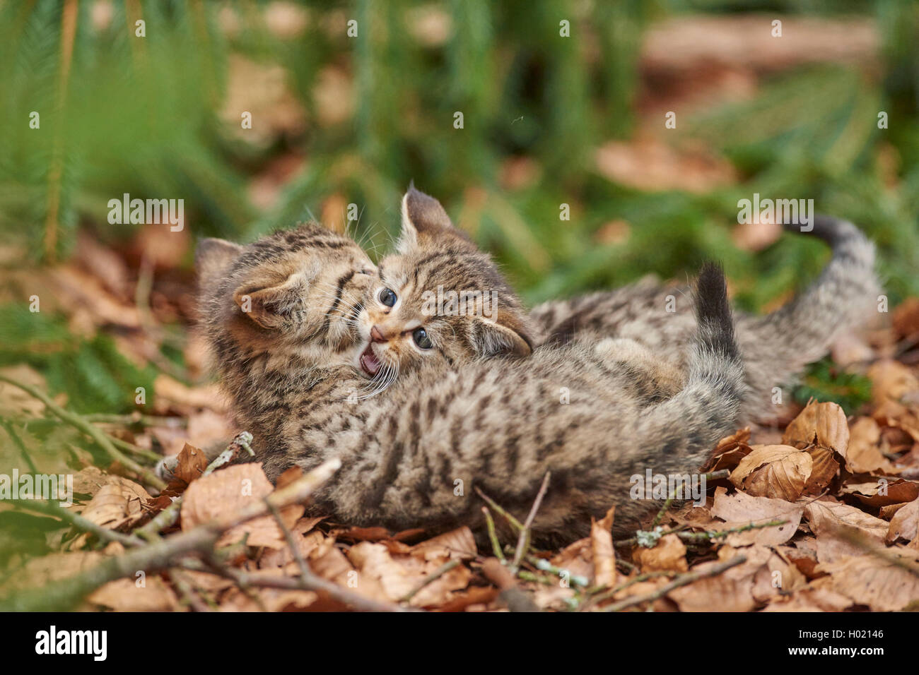 Chat Sauvage Européen, forêt wildcat (Felis silvestris silvestris), deux chatons sur la masse forestière, romping Germany, Bavarian Forest National Park Banque D'Images