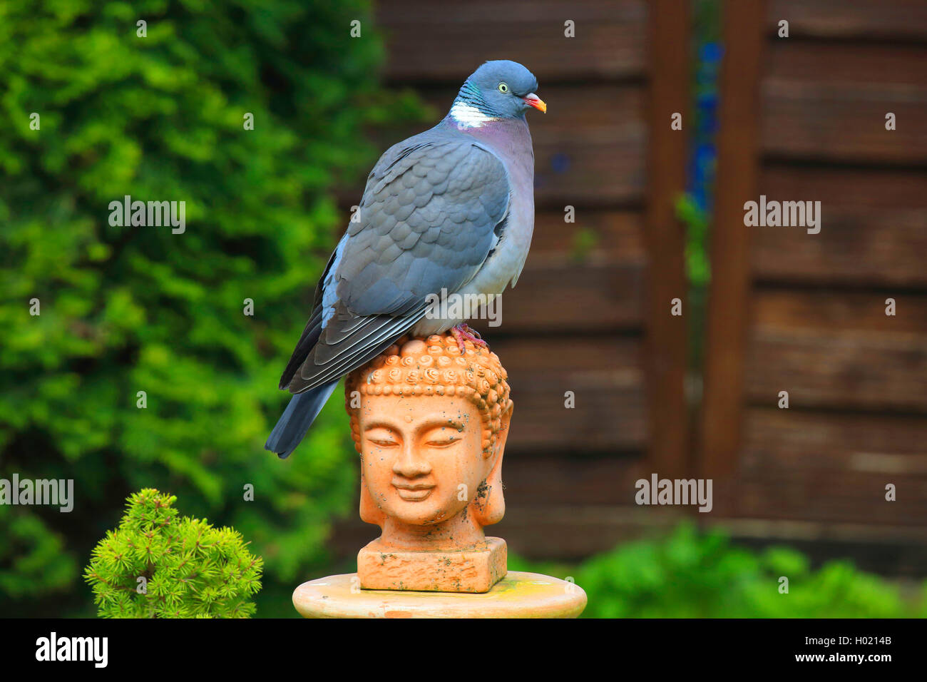 Pigeon ramier (Columba palumbus), est assis sur la tête de Bouddha (décoration de jardin), Allemagne Banque D'Images