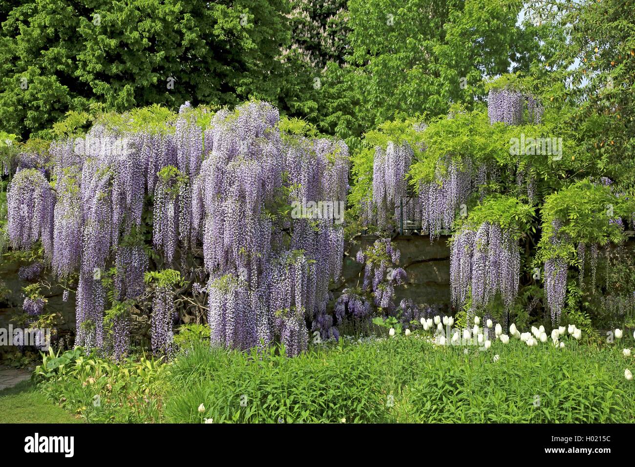 Glycine japonaise - Wisteria floribunda - Le Jardin du Pic Vert