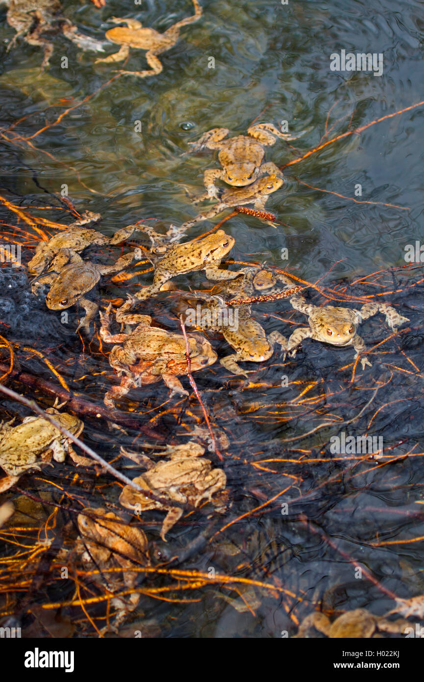 European crapaud commun (Bufo bufo), dans l'étang de reproduction, Allemagne Banque D'Images