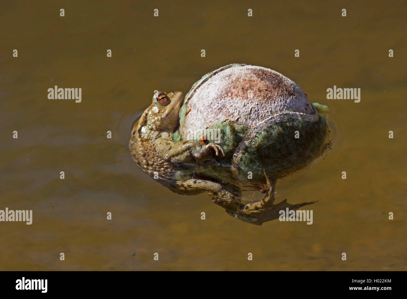 European crapaud commun (Bufo bufo), avec balle de tennis, Allemagne, Bade-Wurtemberg Banque D'Images