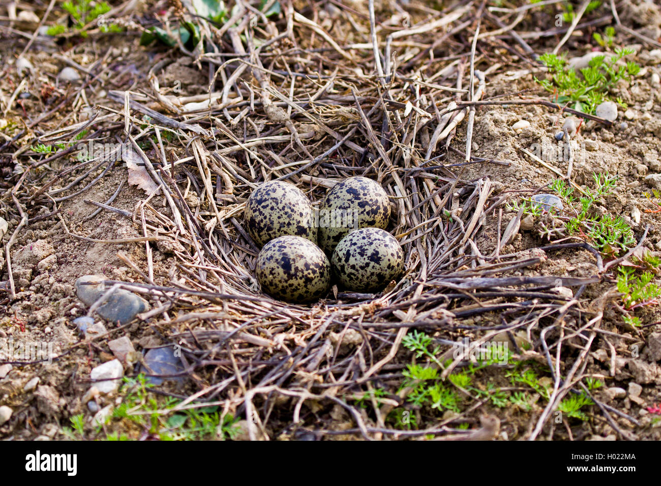 Le nord de sociable (Vanellus vanellus), les oeufs dans le nid au sol, Allemagne Banque D'Images