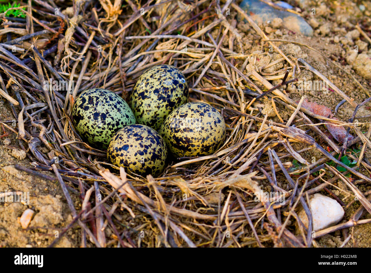 Le nord de sociable (Vanellus vanellus), les oeufs dans le nid au sol, Allemagne Banque D'Images