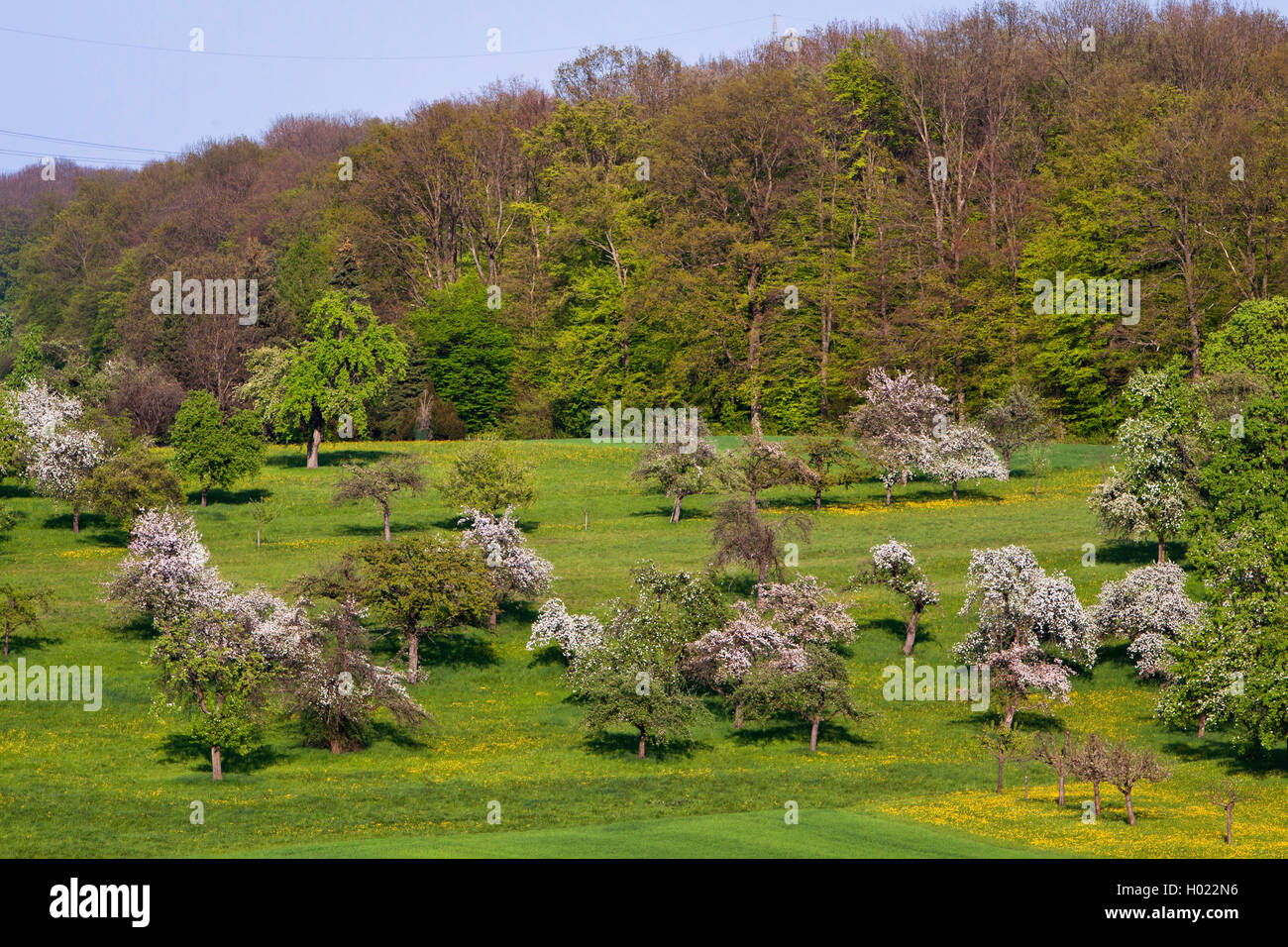 Pommier (Malus domestica), des plants d'arbres de fleurs de pommiers prés près de Notzingen, Allemagne, Bade-Wurtemberg Banque D'Images