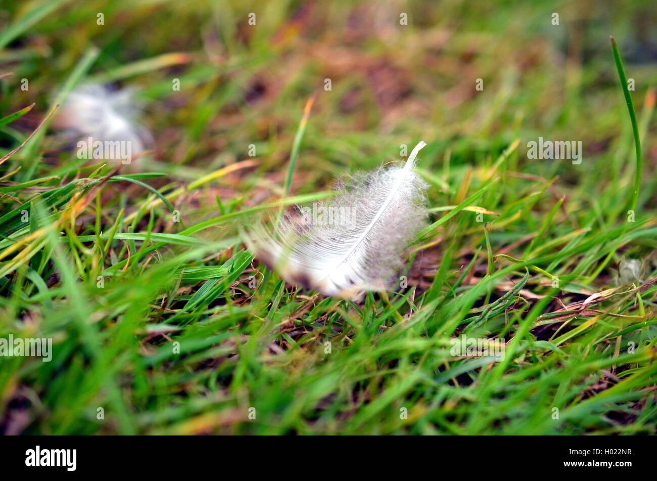 Libre de plume d'oiseau blanc dans l'herbe Banque D'Images