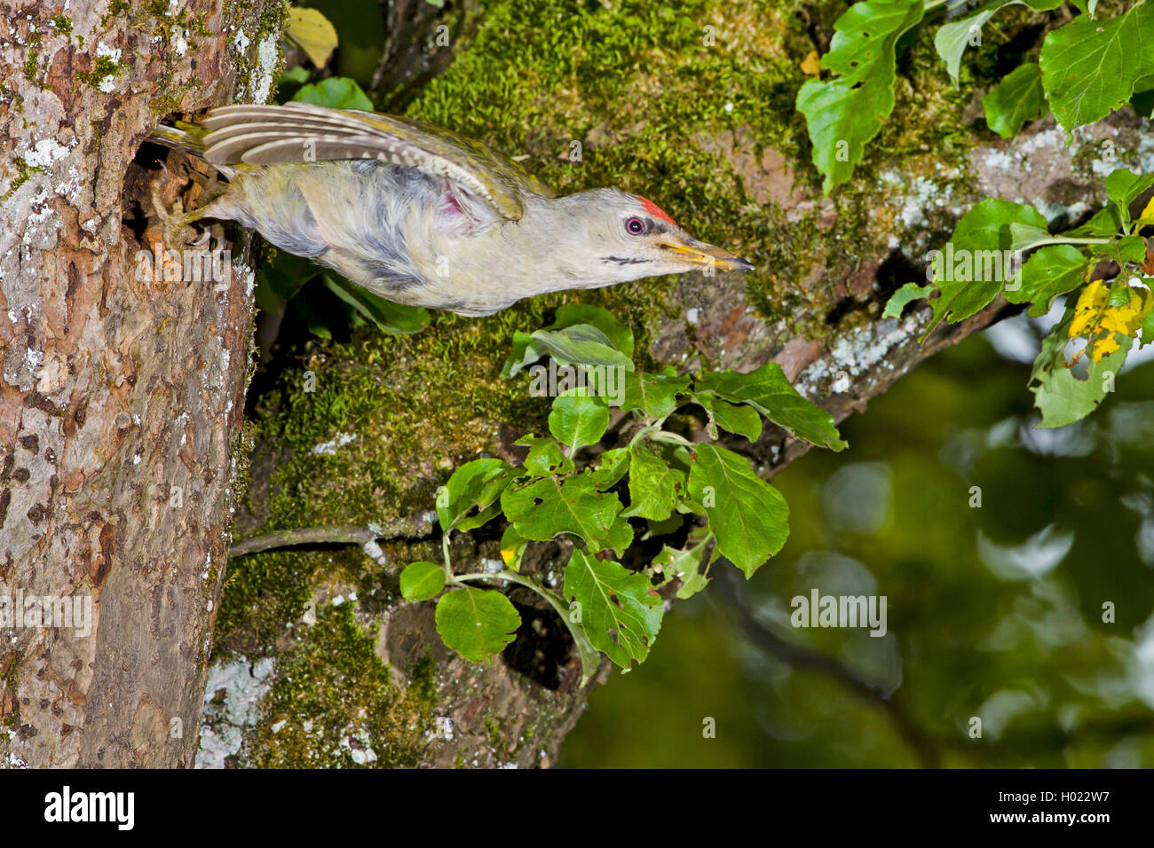 Grauspecht Grau-Specht, (Picus canus), von der fliegt ab, Spechthoehle Seitenansicht, Deutschland | gray-face woodpecker (Picus Banque D'Images