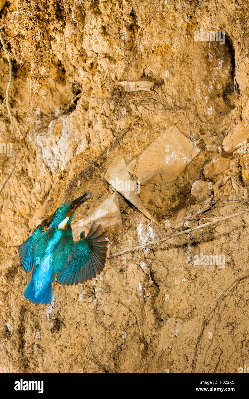 River Kingfisher (Alcedo atthis), homme approchant le trou de nidification, Allemagne Banque D'Images