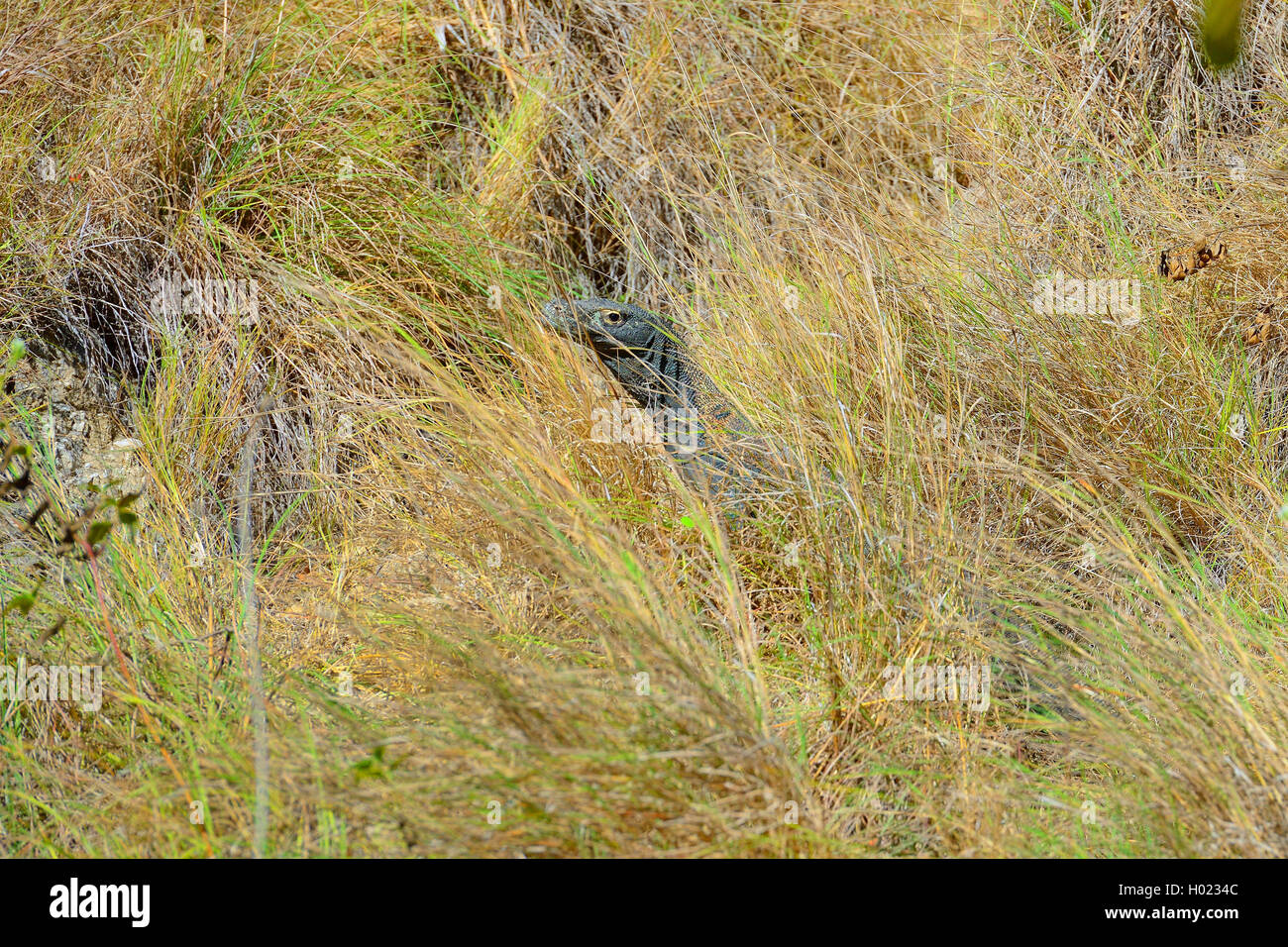 Komodo-Waran Komodowaran, Komodo Waran, (Varanus komodoensis), im Grasland, Seitenansicht getarnt, Indonesien, Rinca, Komodo Nat Banque D'Images