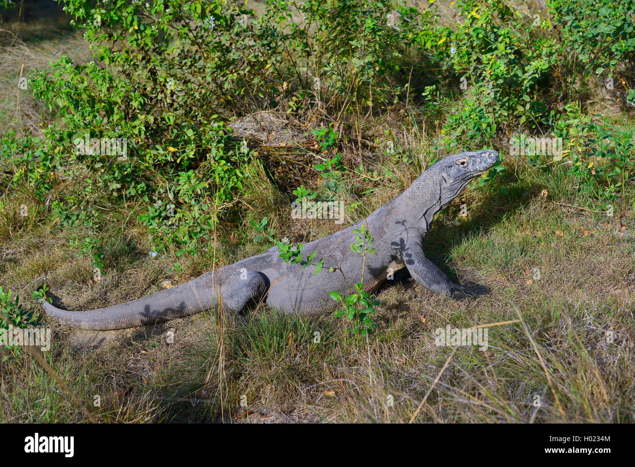 Komodo-Waran Komodowaran, Komodo Waran, (Varanus komodoensis), im Grasland, Seitenansicht, Indonesien, Rinca, Komodo Nationalpar Banque D'Images