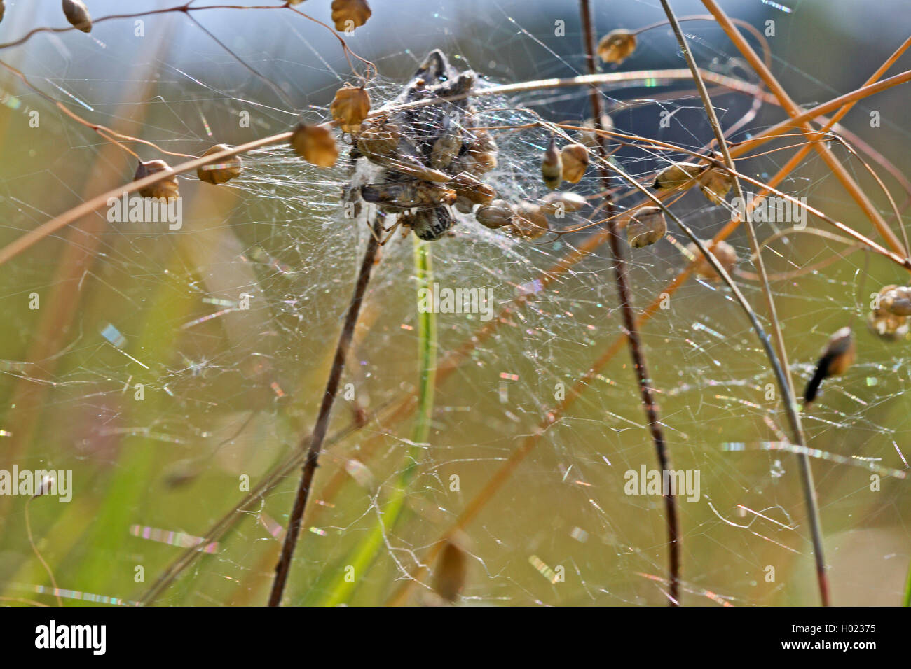 Kugelspinne Braunweisse Kugelspinne, Braune (Theridion impressum, Phylloneta impressa), im Netz, Zittergras Deutschland | Comb-f Banque D'Images