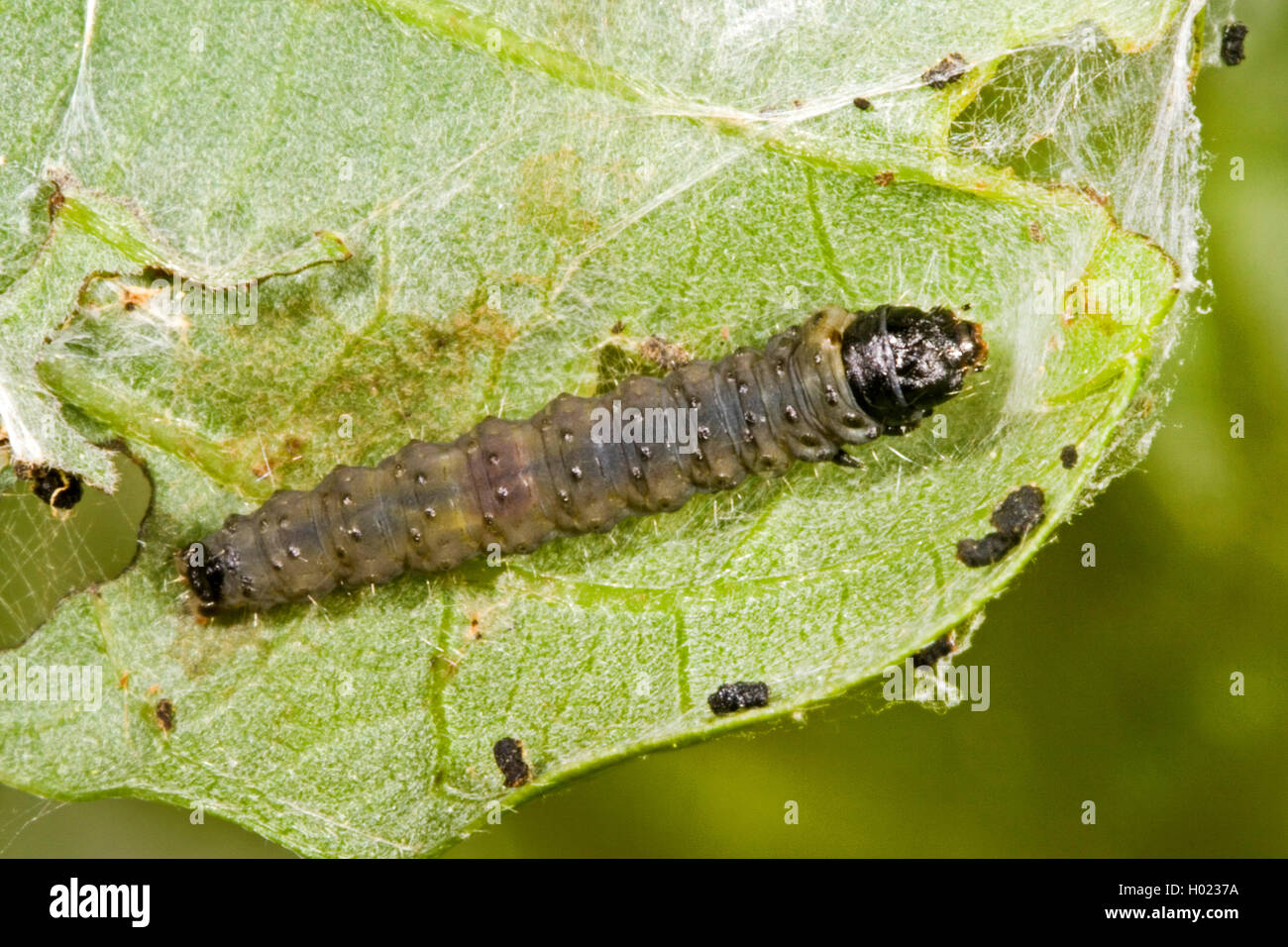 Chêne vert chêne vert, curl, tordeuse à bandes obliques en chêne, chêne vert, chêne à rouleaux (tordeuse Tortrix viridana), Caterpillar sur une feuille, Allemagne Banque D'Images