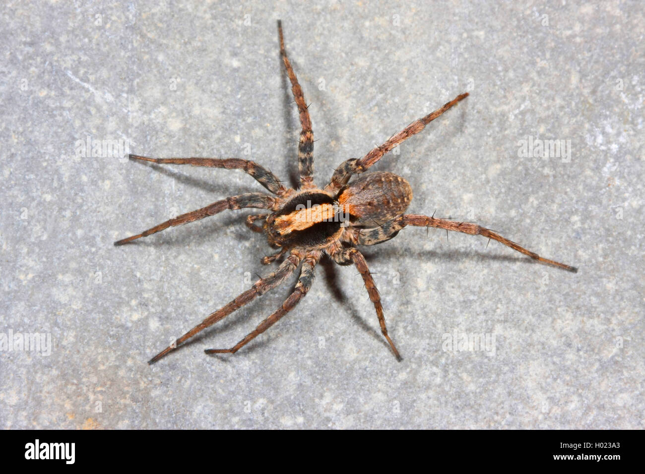 Loup brûlé-spider (Xerolycosa nemoralis), est assis sur une pierre, Allemagne Banque D'Images