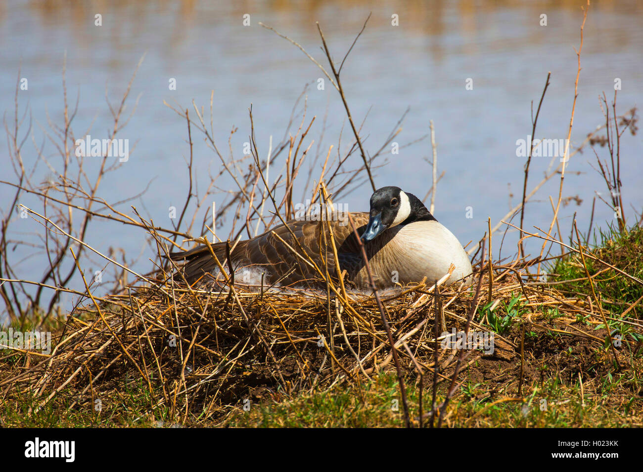 Bernache du Canada (Branta canadensis), est assis sur le nid de reproduction, USA, Arizona, Flagstaff Banque D'Images