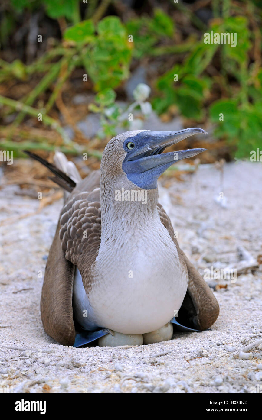 Fou Pieds Bleus Sula Nebouxii L levage De L quateur les fou-pieds-bleus-sula-nebouxii-l-levage-de-l-quateur-les