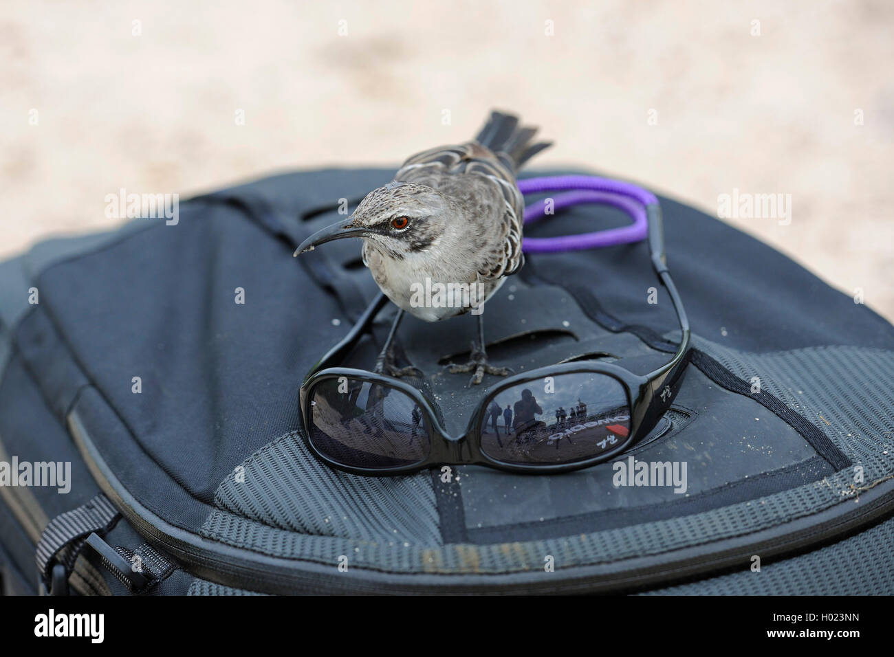 Hood mockingbird, Espanola mockingbird (Nesomimus macdonaldi, Nesomimus parvulus macdonaldi), s'intéresse à des lunettes de soleil sur une photo sac à dos, l'Équateur, Îles Galápagos, Espanola Banque D'Images