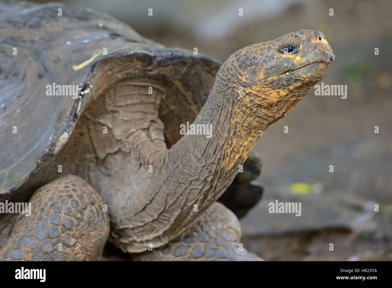 Galapagos tortue, tortue géante des Galapagos (chathamensis) (Chelonodis nigra chathamensis, Geochelone elephantopus chathamensis, Geochelone nigra chathamensis, Testudo elephantopus elephantopus Chelonoides chathamensis, chathamensis), portrait, Équateur, Îles Galápagos, San Cristobal Banque D'Images