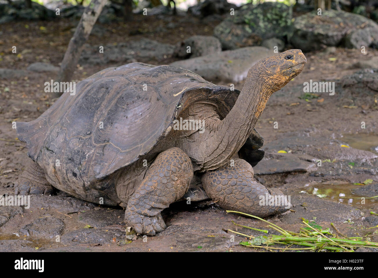 Galapagos tortue, tortue géante des Galapagos (chathamensis) (Chelonodis nigra chathamensis, Geochelone elephantopus chathamensis, Geochelone nigra chathamensis, Testudo elephantopus elephantopus Chelonoides chathamensis, chathamensis), vue frontale, l'Équateur, Îles Galápagos, San Cristobal Banque D'Images