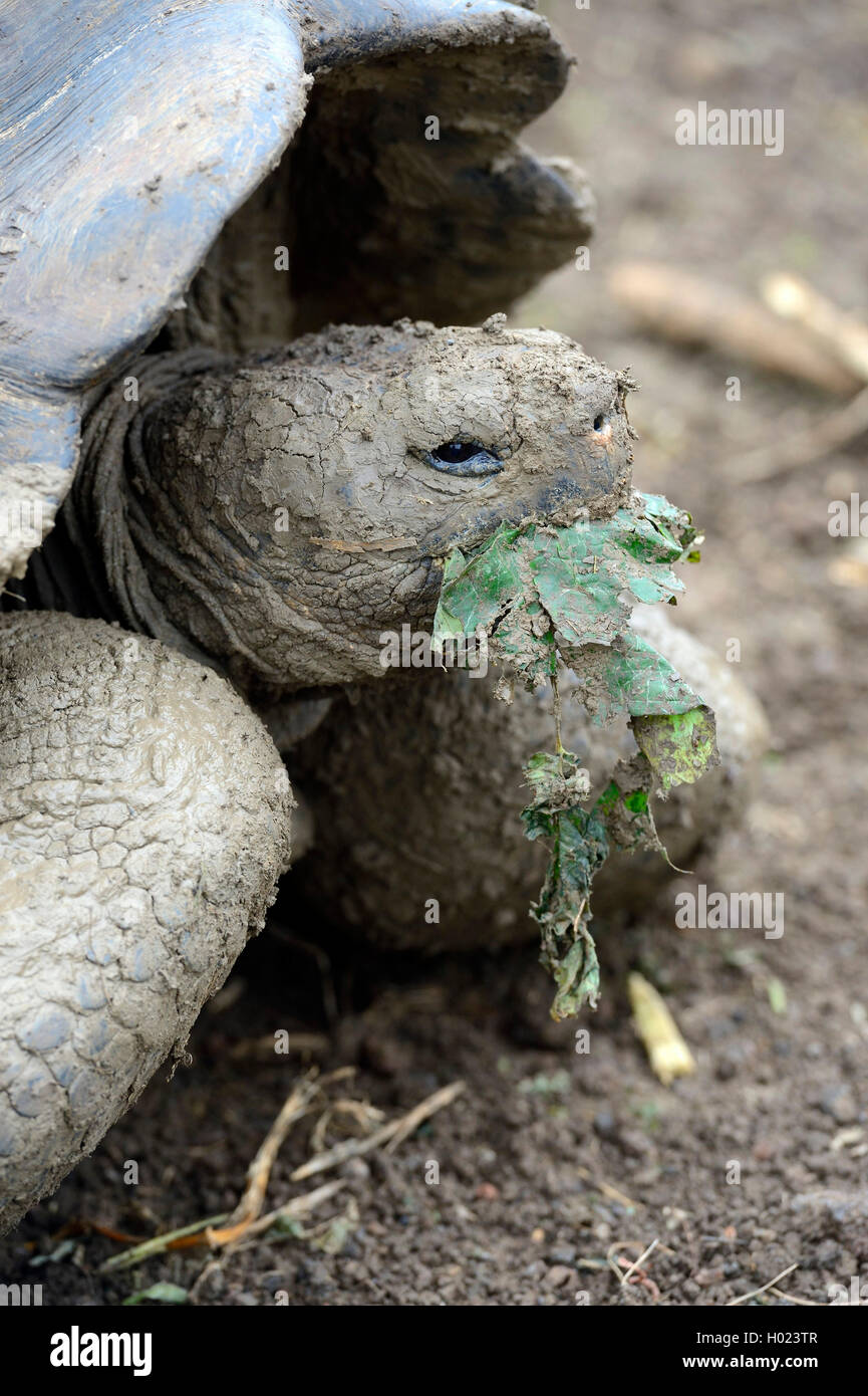 Galapagos tortue, tortue géante des Galapagos (chathamensis) (Chelonodis nigra chathamensis, Geochelone elephantopus chathamensis, Geochelone nigra chathamensis, Testudo elephantopus elephantopus Chelonoides chathamensis, chathamensis), l'alimentation, de l'Équateur, Îles Galápagos, San Cristobal Banque D'Images