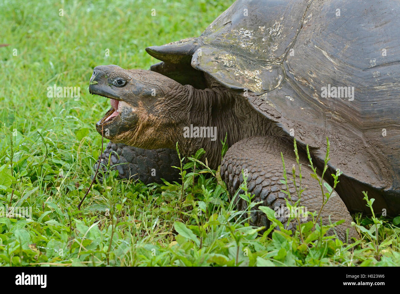 Santa-Cruz-Riesenschildkroete Galapagosschildkroete, Santa-Cruz-Chelonodis nigra (Geochelone elephantopus porteri, porteri, Geoc Banque D'Images