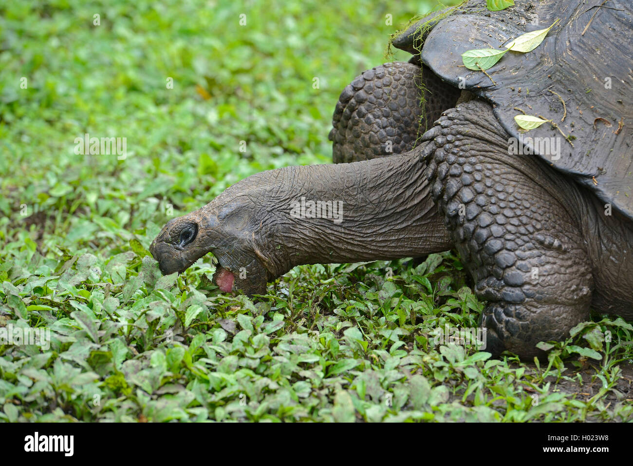 Santa-Cruz-Riesenschildkroete Galapagosschildkroete, Santa-Cruz-Chelonodis nigra (Geochelone elephantopus porteri, porteri, Geoc Banque D'Images