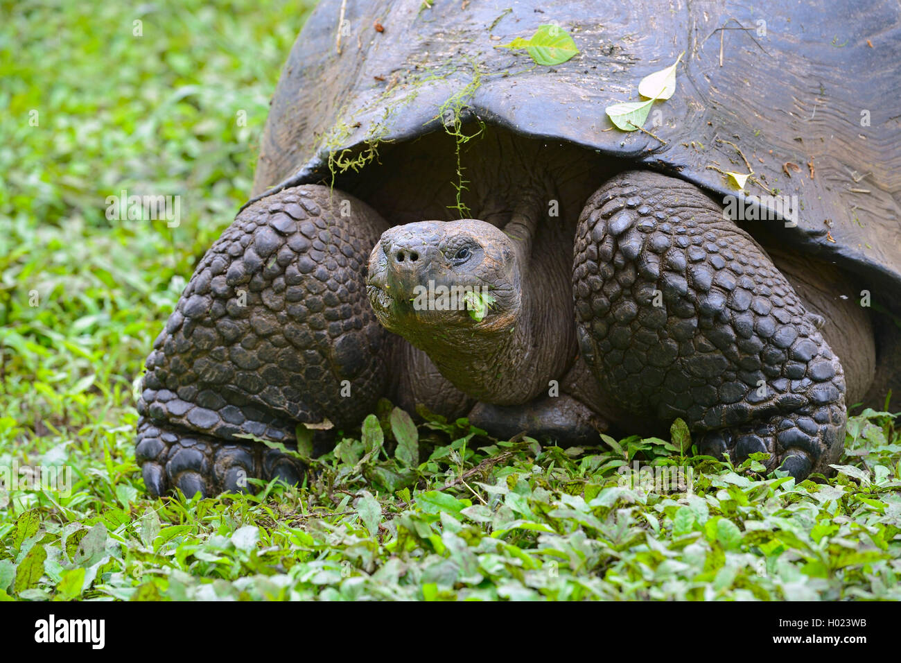 Santa-Cruz-Riesenschildkroete Galapagosschildkroete, Santa-Cruz-Chelonodis nigra (Geochelone elephantopus porteri, porteri, Geoc Banque D'Images