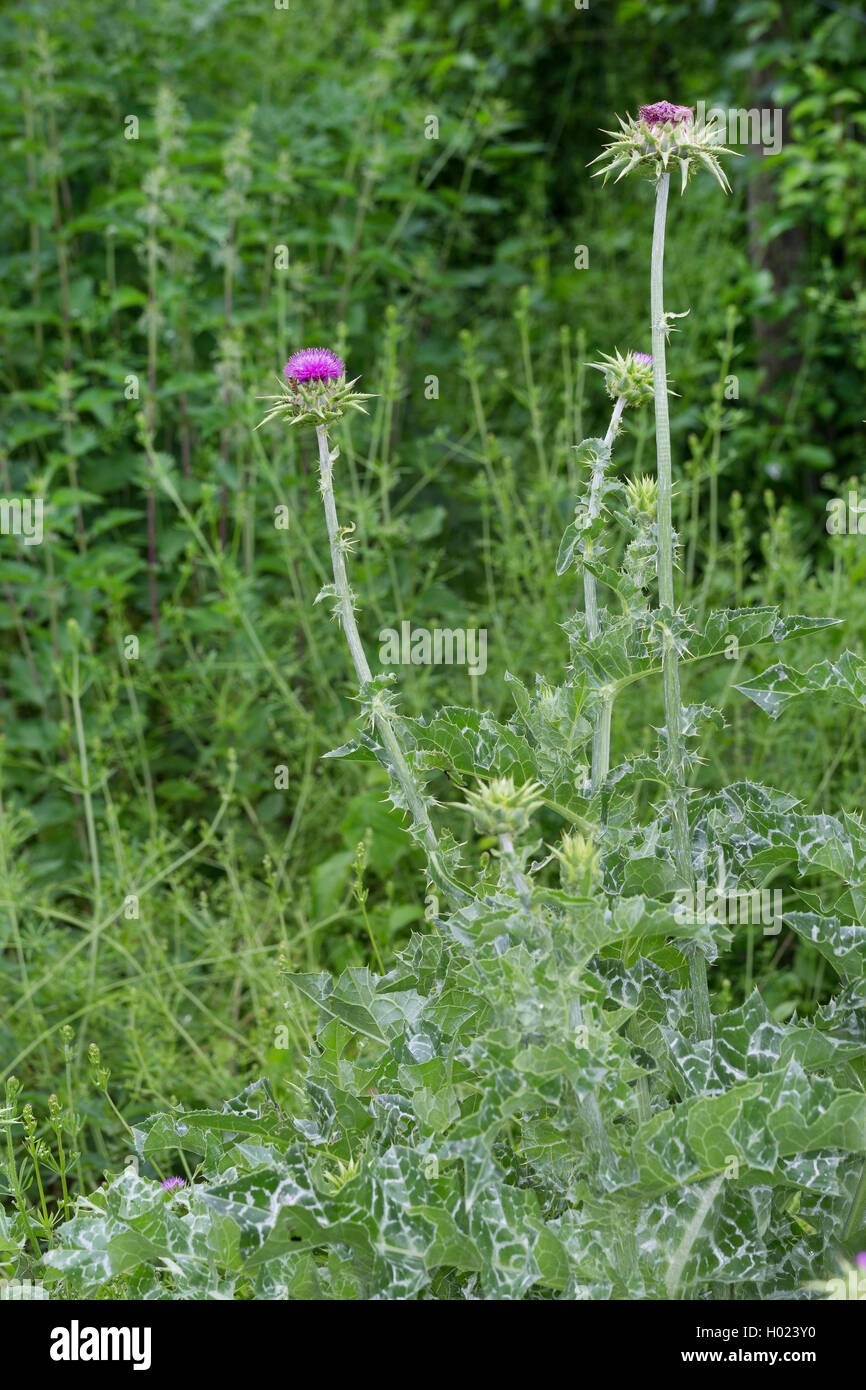 Bienheureuse milkthistle, Dame de Pitcher, le chardon-Marie (Silybum marianum, Carduus marianus), blooming, Allemagne Banque D'Images