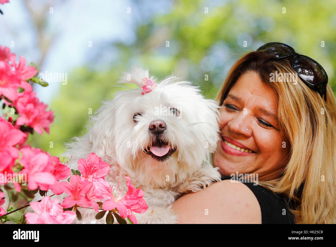 Les maltais (Canis lupus f. familiaris), blond, avec 7 ans maltais, Allemagne Banque D'Images