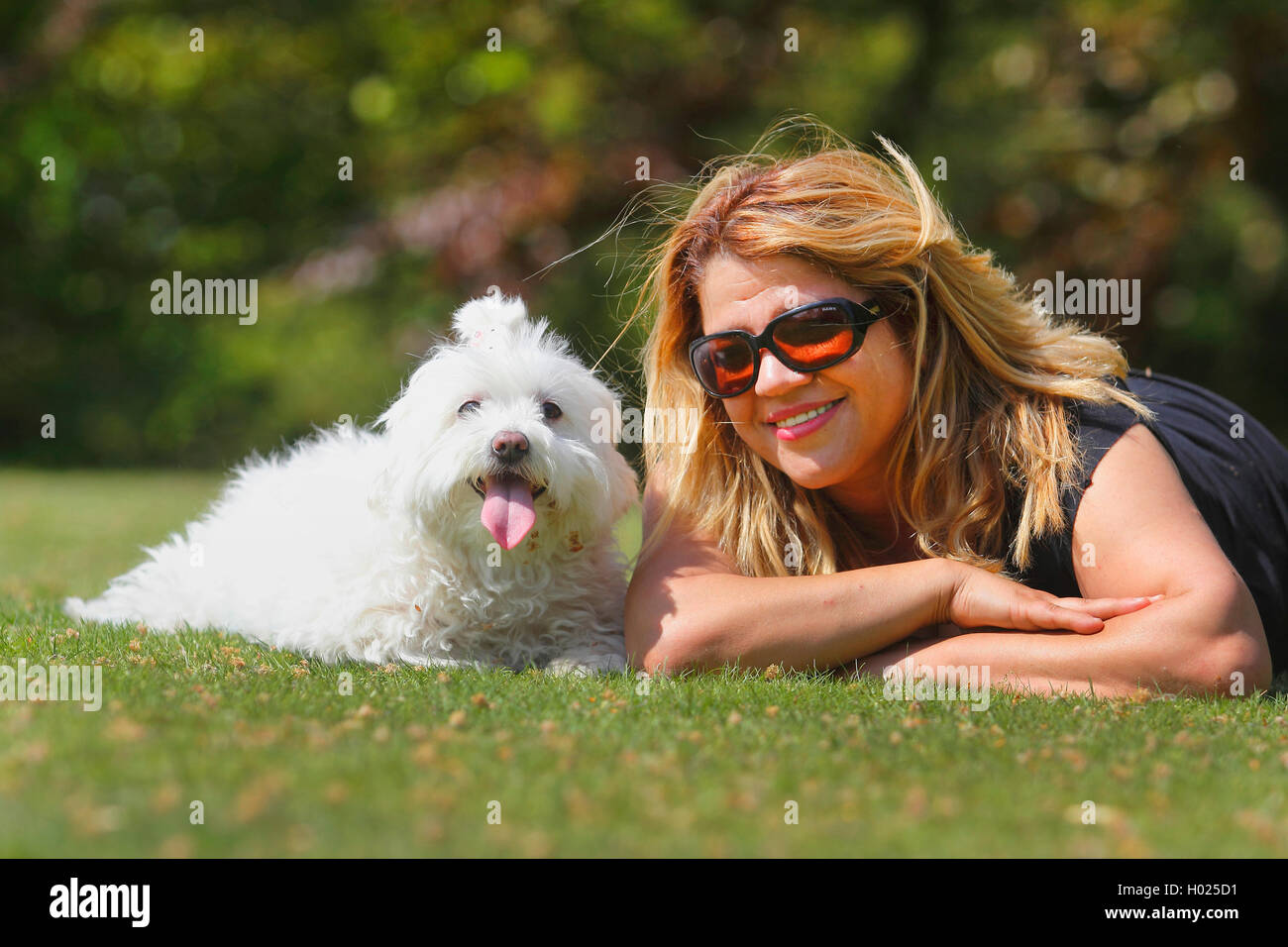 Les maltais (Canis lupus f. familiaris), blond, avec 7 ans maltese , Allemagne Banque D'Images