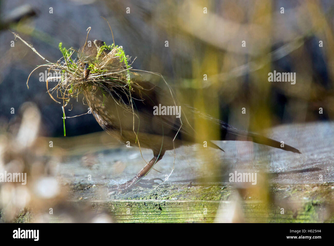 Amsel, Schwarzdrossel (Turdus merula), Nistmaterial Weibchen sammelt, Deutschland, Bayern, Niederbayern | blackbird (Turdus meru Banque D'Images