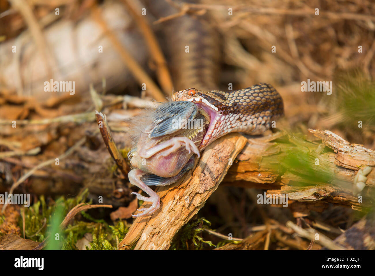 Adder, Viper, commune Politique européenne commune, Viper Viper (Vipera berus), femme de la capture d'un jeune oiseau, Allemagne, Bavière, Parc National de la Forêt bavaroise Banque D'Images