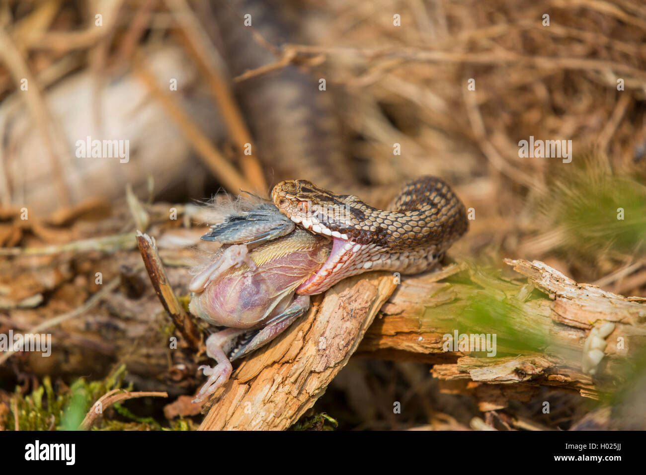Adder, Viper, commune Politique européenne commune, Viper Viper (Vipera berus), femme de la capture d'un jeune oiseau, Allemagne, Bavière, Parc National de la Forêt bavaroise Banque D'Images