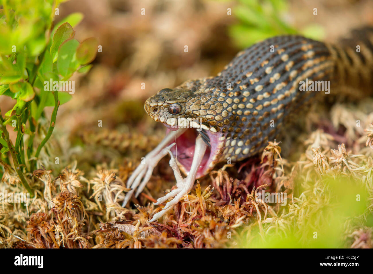 Adder, Viper, commune Politique européenne commune, Viper Viper (Vipera berus), femme l'amoncellement d'un jeune oiseau, portrait, Allemagne, Bavière, Parc National de la Forêt bavaroise Banque D'Images