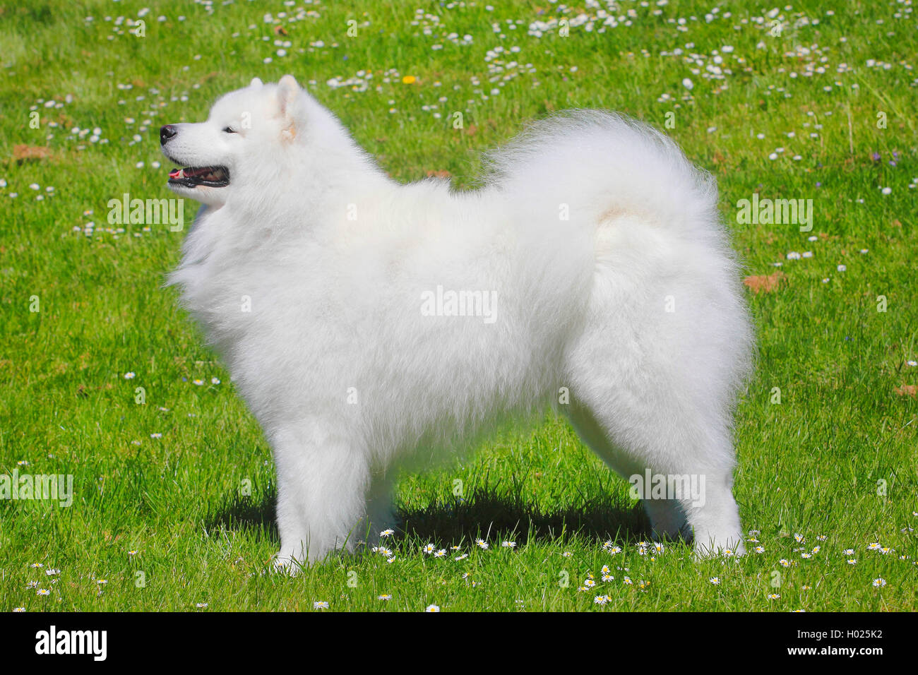 Samoyède (Canis lupus f. familiaris), six ans homme chien dans un pré, Allemagne Banque D'Images