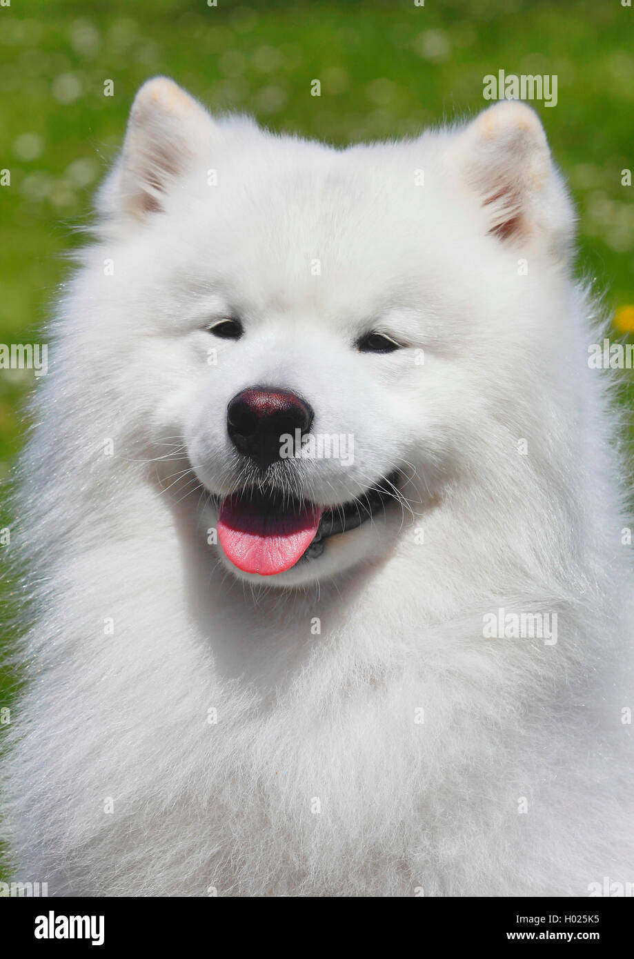 Samoyède (Canis lupus f. familiaris), six ans homme chien, portrait, Allemagne Banque D'Images