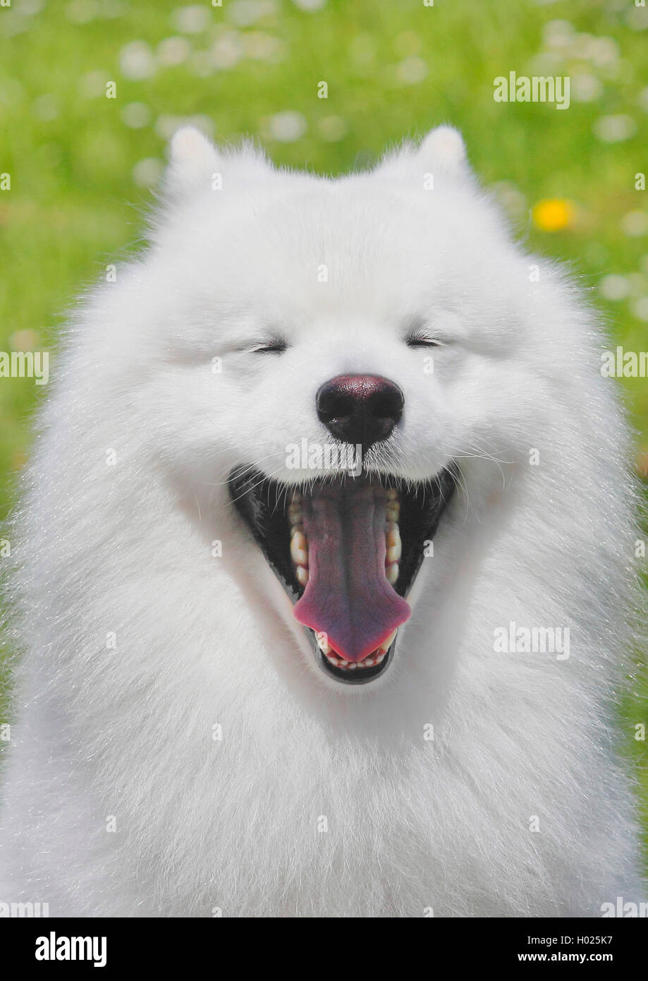 Samoyède (Canis lupus f. familiaris), six ans homme chien bâillements, Allemagne Banque D'Images