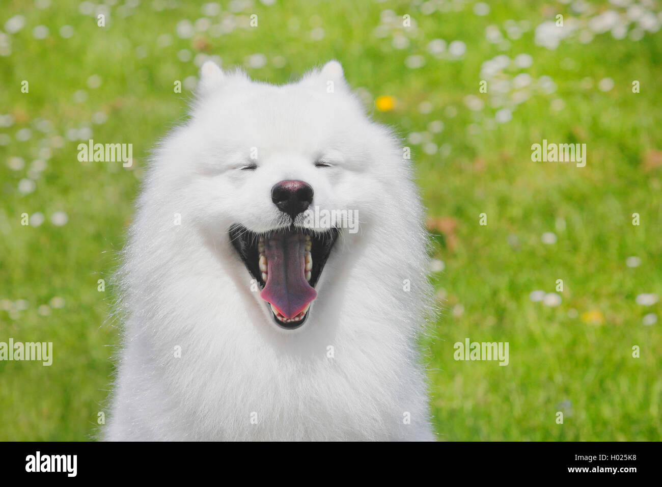 Samoyède (Canis lupus f. familiaris), six ans homme chien bâillements, Allemagne Banque D'Images