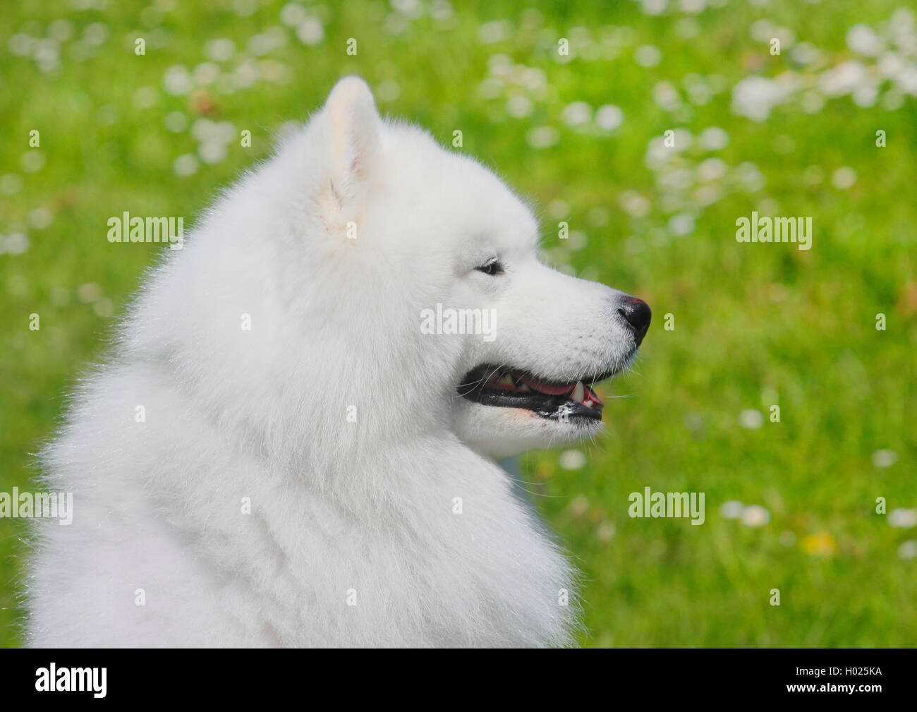 Samoyède (Canis lupus f. familiaris), six ans homme chien, portrait, Allemagne Banque D'Images