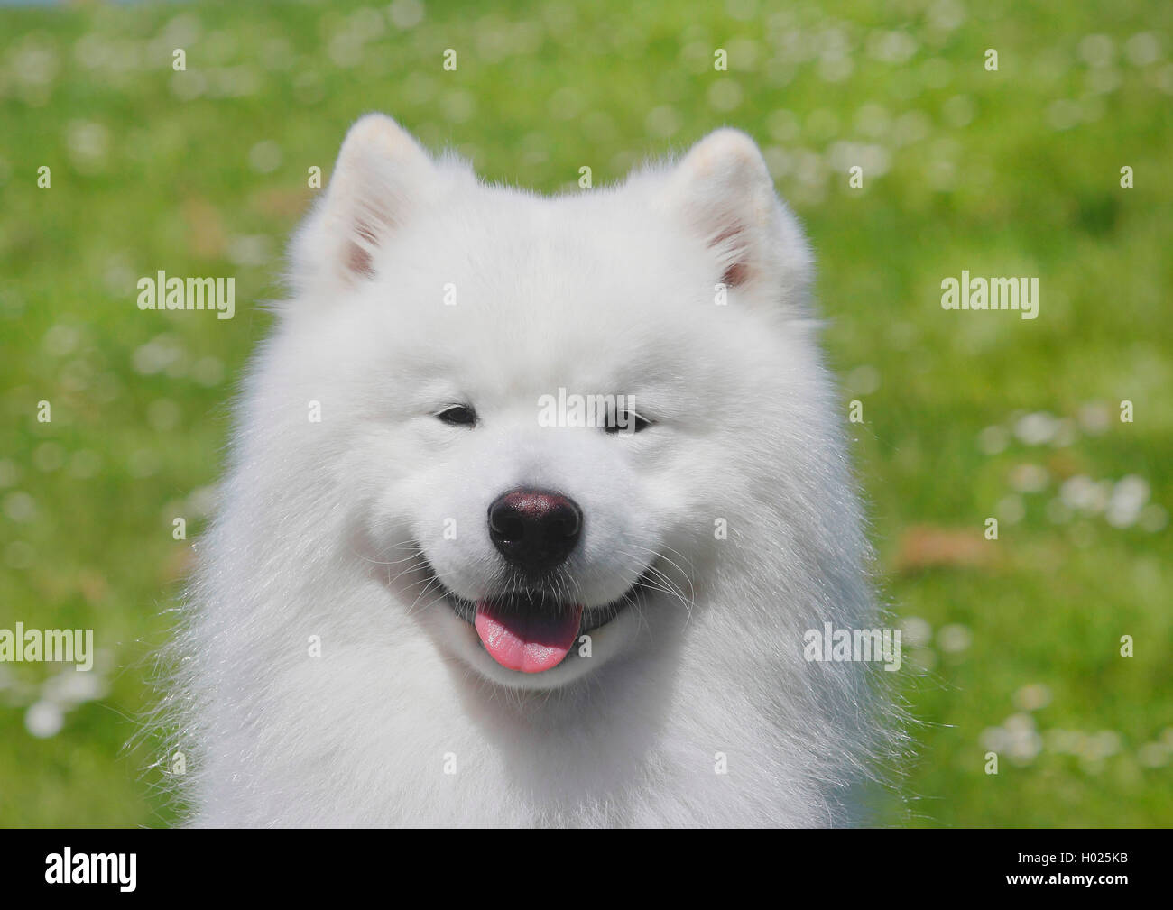 Samoyède (Canis lupus f. familiaris), six ans homme chien, portrait, Allemagne Banque D'Images