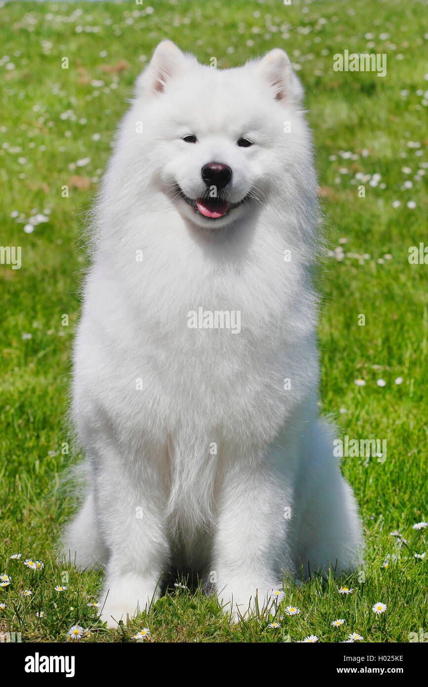 Samoyède (Canis lupus f. familiaris), six ans homme chien se trouve dans un pré, Allemagne Banque D'Images
