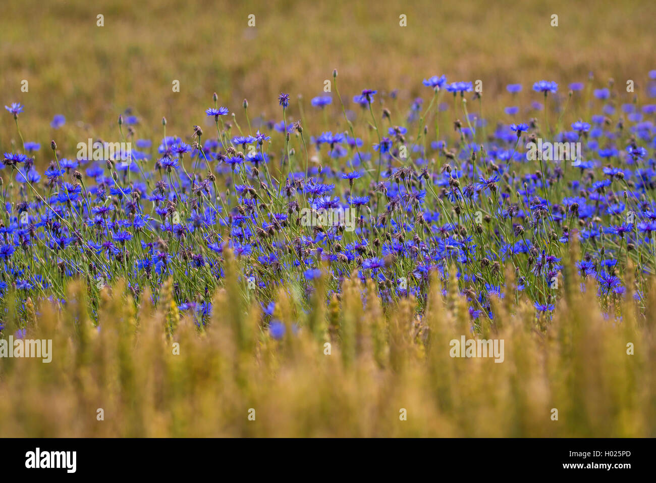 Bouton de baccalauréat, bleue, le bleuet (Centaurea cyanus), à forte densité de fleurs de bleuets dans un champ de blé, de l'Allemagne, la Bavière Banque D'Images
